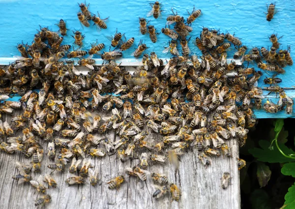 Colmeia com abelhas nela — Fotografia de Stock