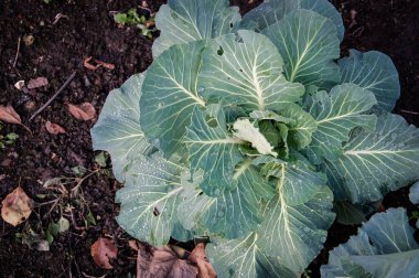 Siyah toprakta yetişen yaprakların üzerinde çiy olan yeşil sulu başlıklı lahana. Projeniz için kalite kalıbı.