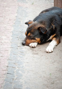 Sokakta bir sokak köpeği yatıyor. Projeniz için kalite kalıbı