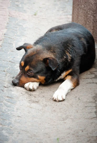一只流浪狗躺在街上 为您的项目提供高质量的图像 — 图库照片