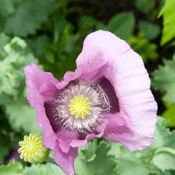 Fiore Papavero Rosa Immagine Qualità Vostro Progetto — Foto Stock