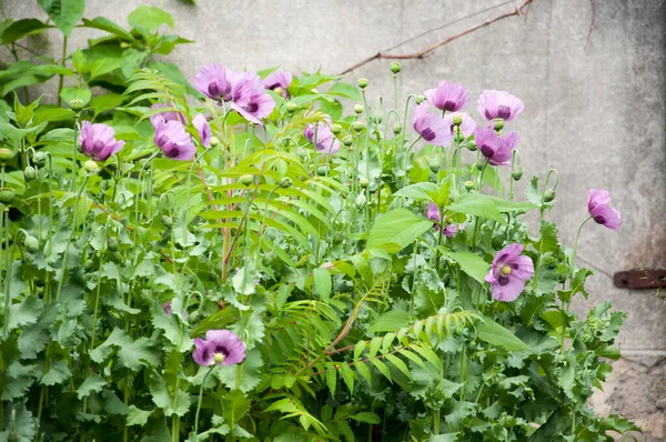 Fiore Papavero Rosa Immagine Qualità Vostro Progetto — Foto Stock