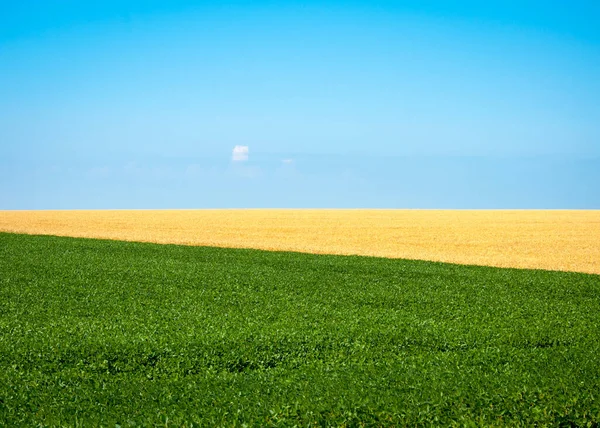 Tvåfärgad Fält Med Vete Och Sojabönor Bakgrund Blå Himmel Kvalitetsbild — Stockfoto