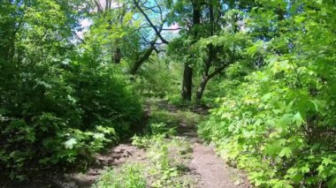 Ormanda güneşli bir gün. Gölgeli yol, güneş parıltısı, hafif esinti.