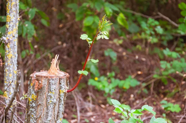 それから成長する若い芽を持つ倒木の切り株 新しい生命の概念 プロジェクトの品質イメージ — ストック写真