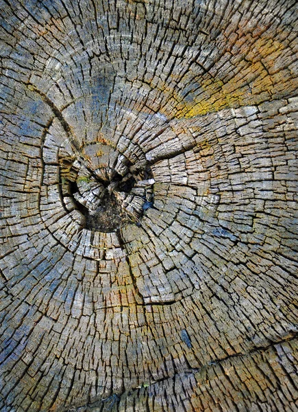 Cut of a tree — Stock Photo, Image