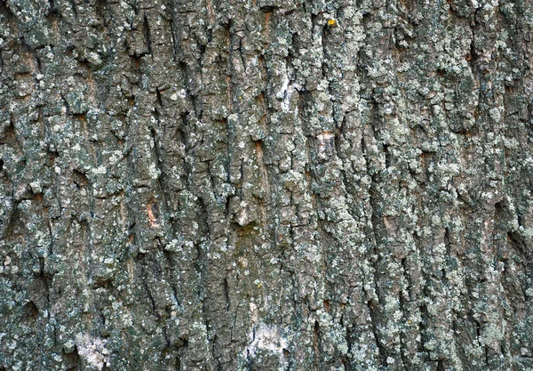 Absztrakt background vele a fa kérgét — Stock Fotó