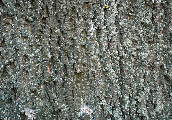 Sfondo astratto con corteccia d'albero — Foto Stock