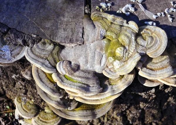 Ξύλο μύκητα — Φωτογραφία Αρχείου