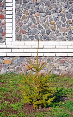 Taş çit ve Noel ağacı büyüyen yakın: