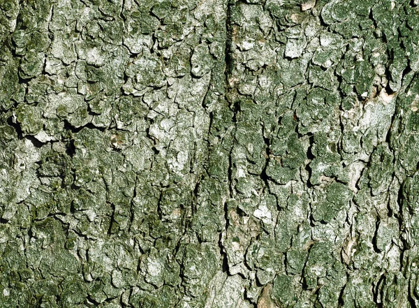 나무 껍질과 추상적인 배경 — 스톡 사진