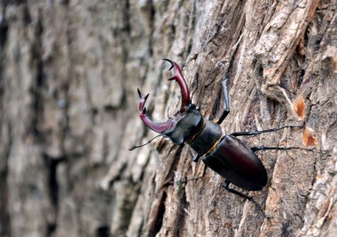 Stag beetle ağaç gövdesi üzerinde