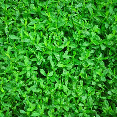 Knotweed çim yakın çekim