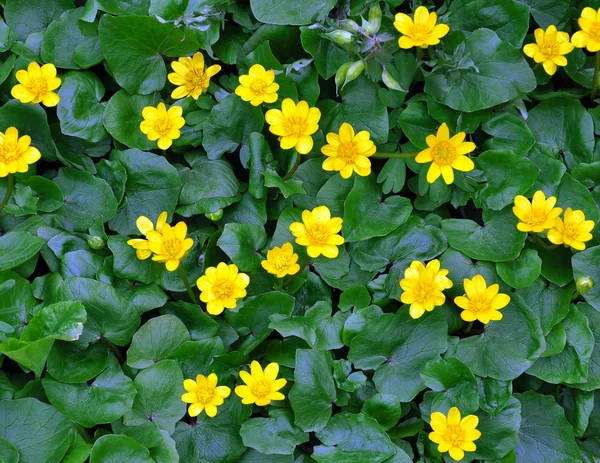 Bush with yellow flowers — Stock Photo, Image