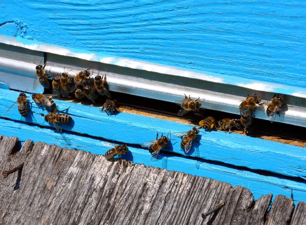 Honungskaka med bin på — Stockfoto