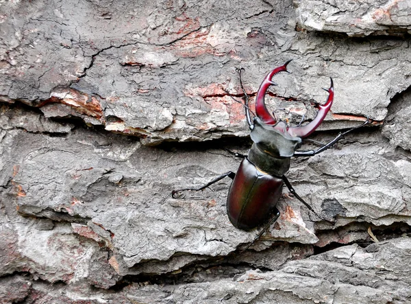 Stag beetle on tree trunk — Stock Photo, Image