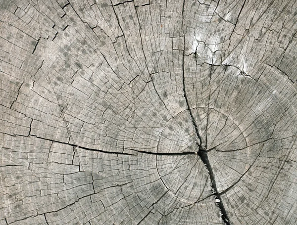 Cut of a tree — Stock Photo, Image