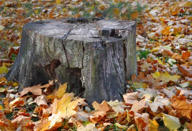 Düşen sarı yapraklar arasında eski ağaç kütüğü