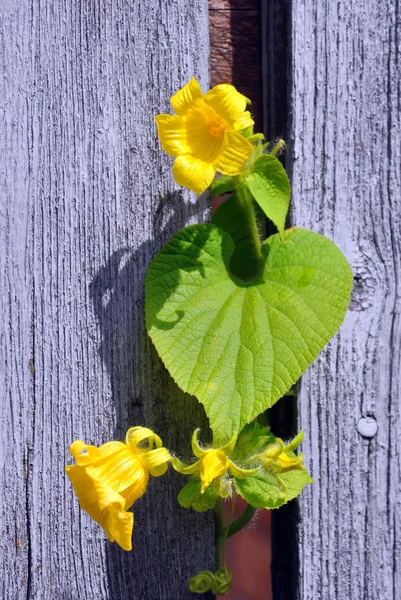 Желтые цветы, свисающие с забора — стоковое фото