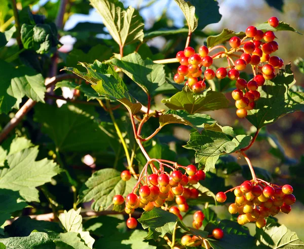 荚蒾布什的红色浆果和绿色的树叶 — 图库照片
