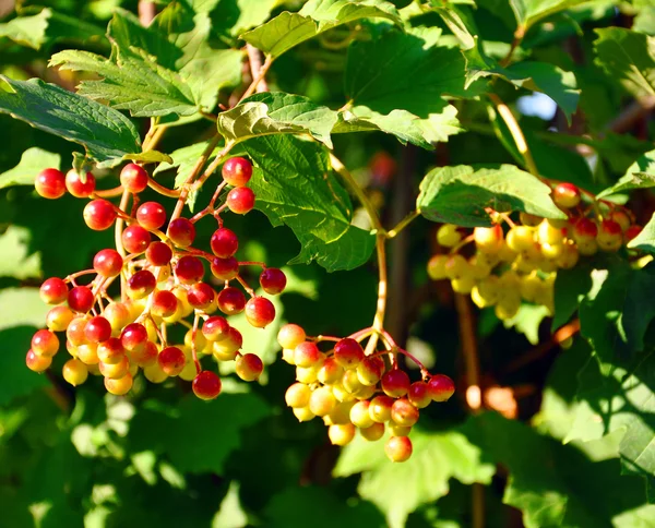 Arbusto Viburnum con bayas rojas y follaje verde — Foto de Stock