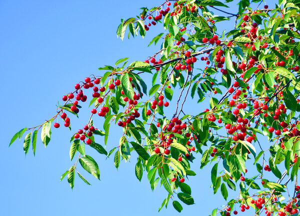 Cherry tree branches with red berries