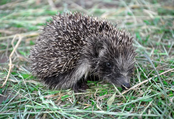 Hedgehog na grama close-up — Fotografia de Stock