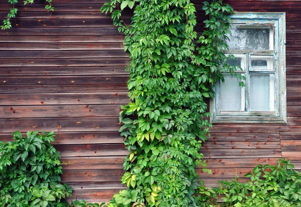 Finestra di una vecchia casa di legno con edera su di esso — Foto Stock