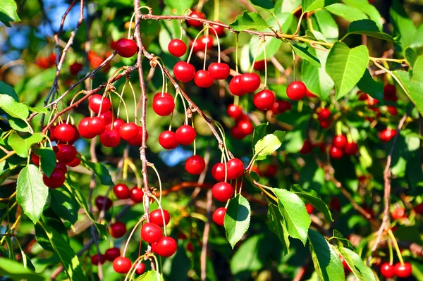Ramas de cerezo con bayas rojas — Foto de Stock