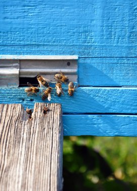 Arıların üstünde o ile arı kovanı