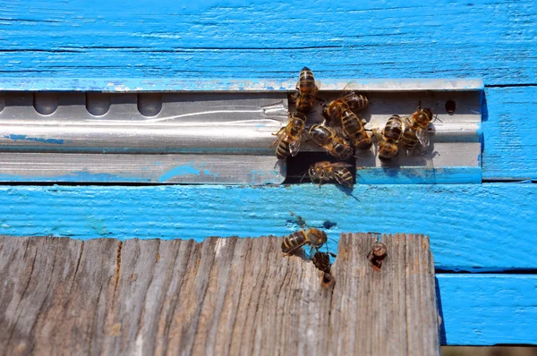 Včelí úl s včely na něm — Stock fotografie