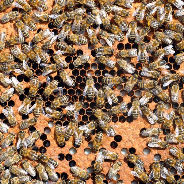 Caixilhos de abelha com abelhas — Fotografia de Stock