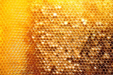 peteğin mühürlenmiş hücreler