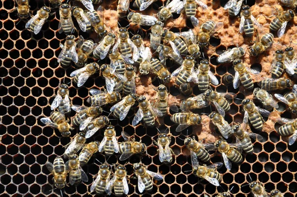 Bienengestelle mit Bienen — Stockfoto