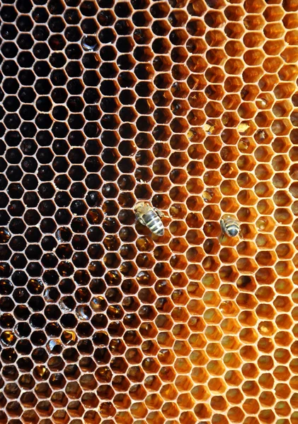 Пчелиные рамки с пчелами — стоковое фото