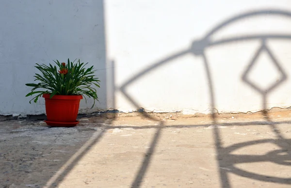 Pot met bloem op een achtergrond van een muur — Stockfoto