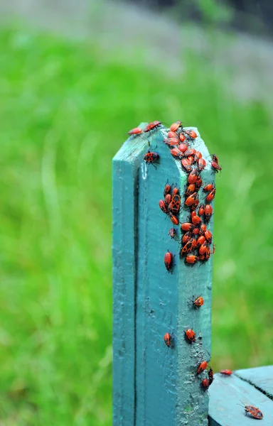 Red bugs sitting on the fence — Stock Photo, Image