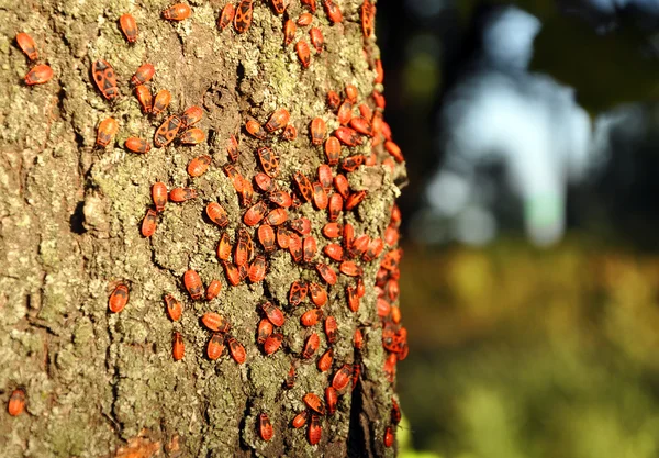 Errores rojos sentados en el tronco del árbol — Foto de Stock