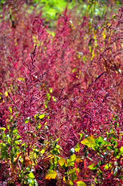 Erba rossa che cresce nella foresta — Foto Stock