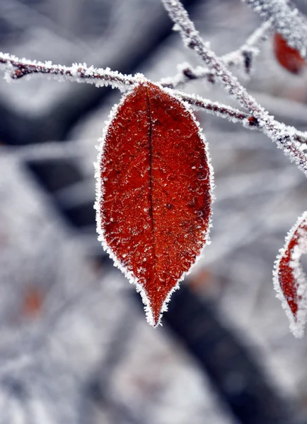 Pflanzen mit Frost auf ihnen — Stockfoto