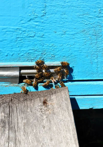 Bienenstock mit Bienen drauf — Stockfoto