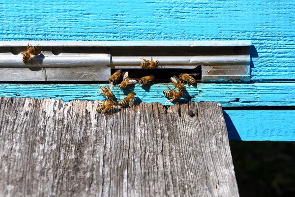 Bienenstock mit Bienen drauf — Stockfoto
