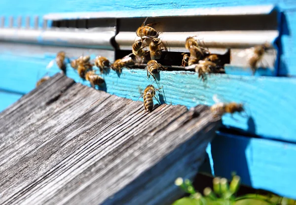 Colmeia com abelhas nela — Fotografia de Stock