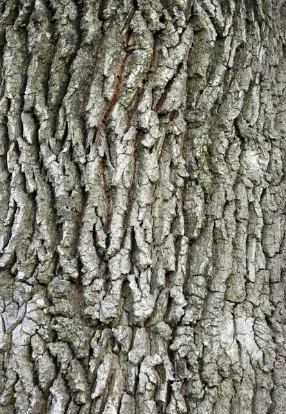 Абстрактний фон з корою дерева — стокове фото