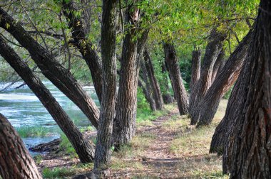 tasarımınız için nehir kenarındaki ağaçlar