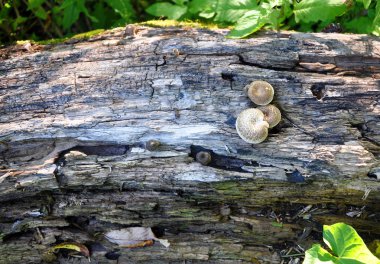 tasarımınız için ahşap mantar