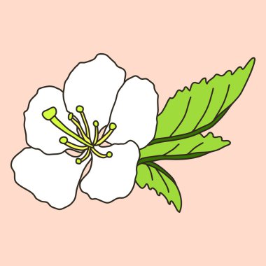 vektör el çekilmiş kiraz çiçeği