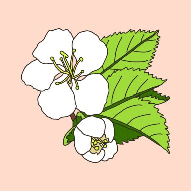 vektör el çekilmiş kiraz çiçeği