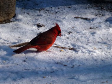 Kar üzerinde oturan Kardinal kuşu