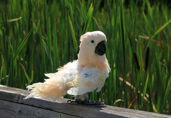 Белый попугай — стоковое фото